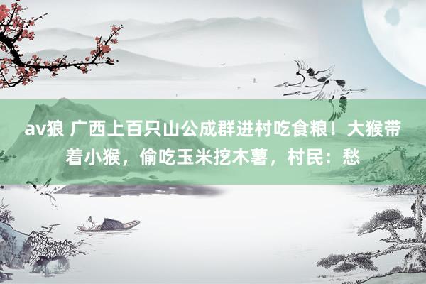 av狼 广西上百只山公成群进村吃食粮！大猴带着小猴，偷吃玉米挖木薯，村民：愁